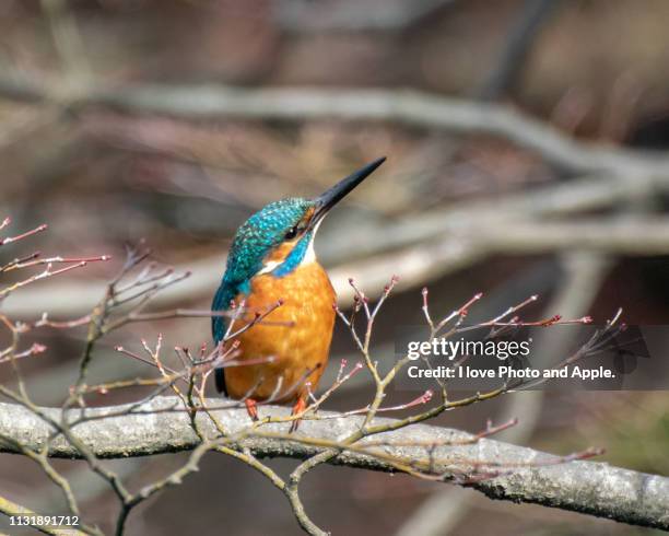 kingfisher - 飛ぶ stockfoto's en -beelden