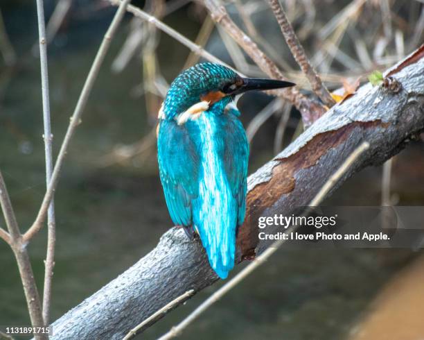 kingfisher - 飛ぶ stock-fotos und bilder