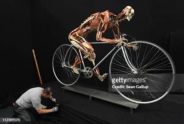 Worker attaches a black cover to the base under a plastinated human corpse with its muscles pulled apart and posed to look like a cyclist in...