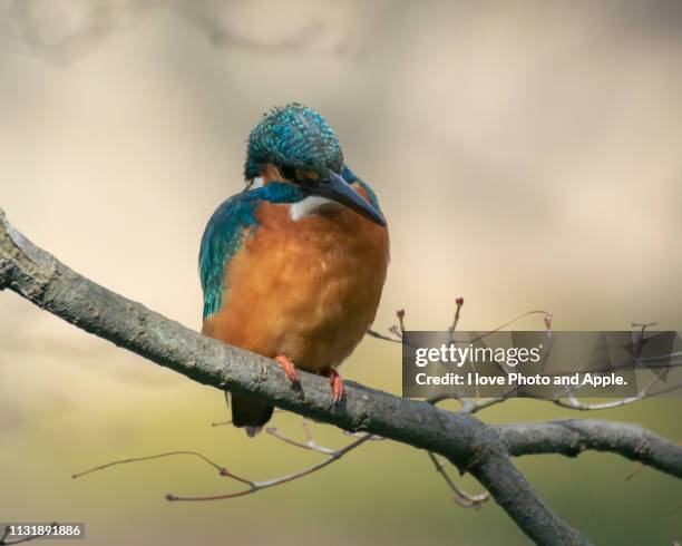 kingfisher - 飛ぶ stock-fotos und bilder
