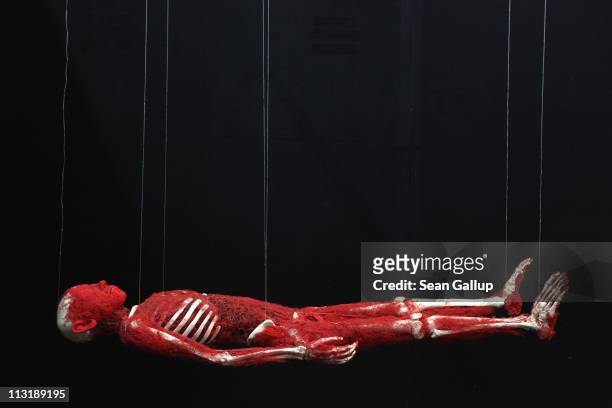 Plastinated human corpse revealing only its bones and arteries hangs from nylon twine at the Body Worlds exhibition on April 26, 2011 in Berlin,...