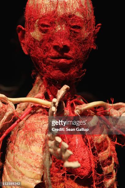 Plastinated human corpse showing only its bones and blood circulation system and with a portion of its ribs cut away to reveal the heart stands on...