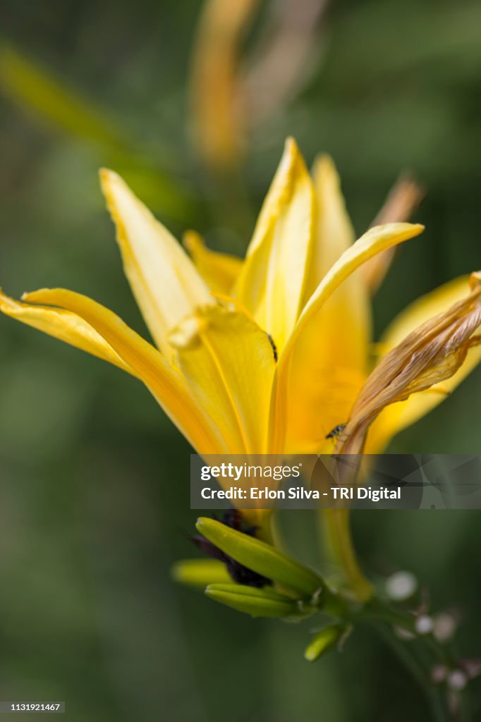 Yellow lily and bugs in the garden