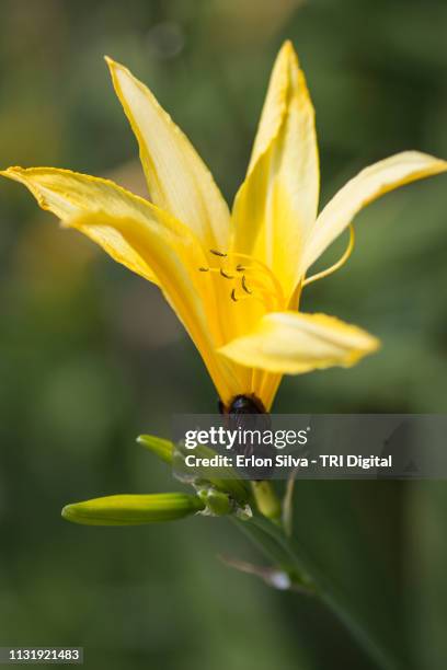 yellow lily and bugs in the garden - decoração bildbanksfoton och bilder