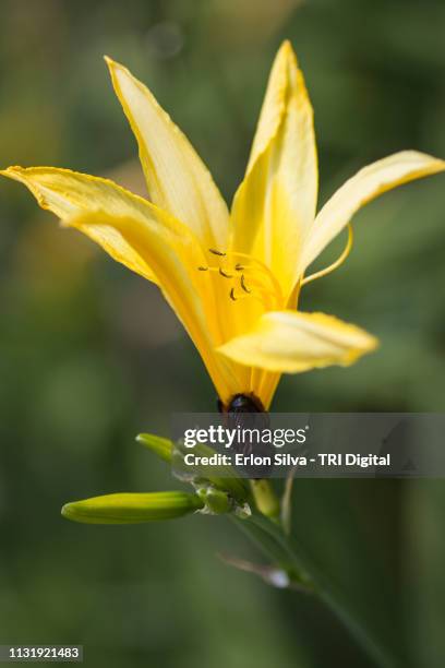 yellow lily and bugs in the garden - primeiro plano 個照片及圖片檔