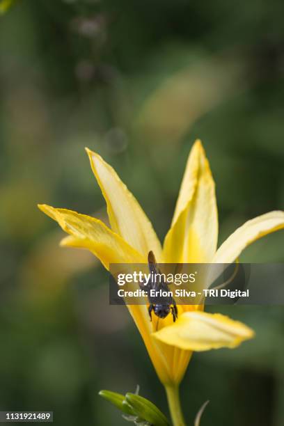 yellow lily and bugs in the garden - cabeça da flor stock pictures, royalty-free photos & images