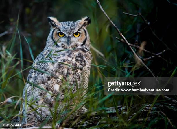 great horned owl - great horned owl stock pictures, royalty-free photos & images