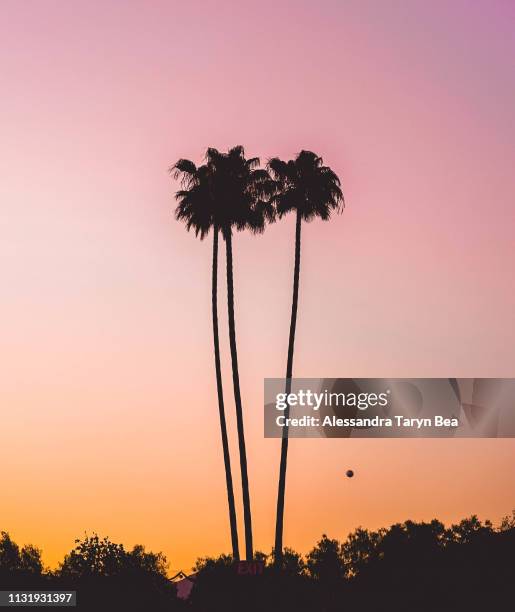 southern californian palm trees - pasadena kalifornien stock-fotos und bilder