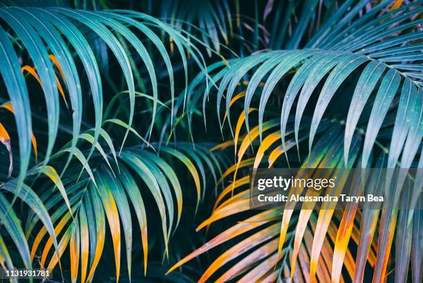 leaves of palms - tropical rainforest stock pictures, royalty-free photos & images