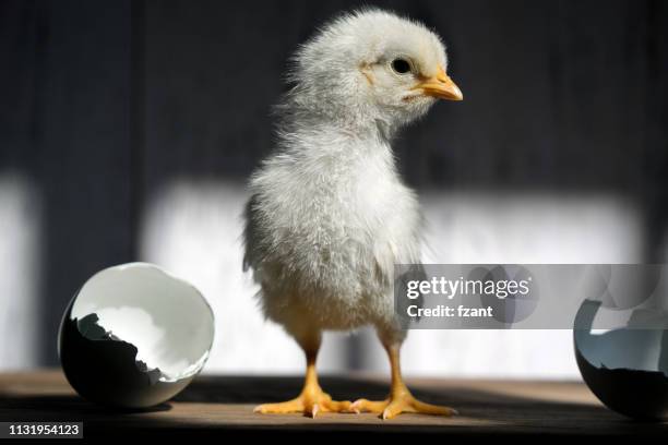 galinha pequena do bebê - hatching - fotografias e filmes do acervo