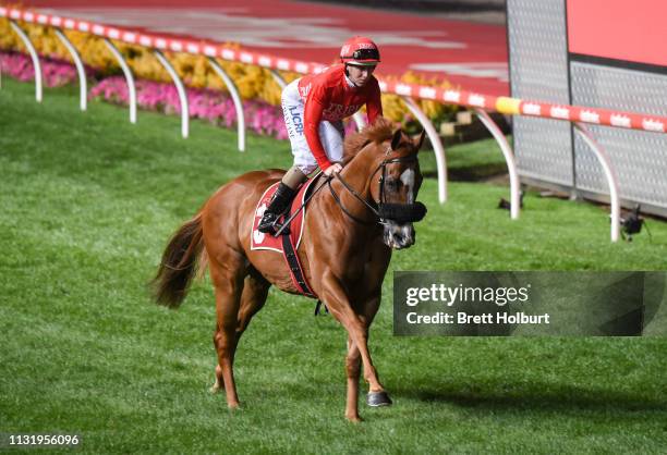 Dothraki ridden by Damian Lane on the way to the barriers prior to the running of the Keogh Homes William Reid Stakes ,at Moonee Valley Racecourse on...