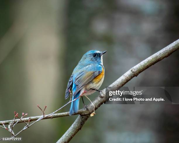 tarsiger cyanurus - 背中 stockfoto's en -beelden