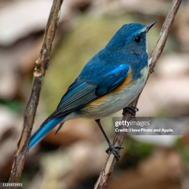 tarsiger cyanurus - 背中 stockfoto's en -beelden