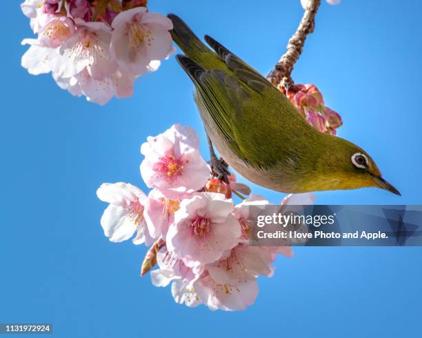 mejiro and sakura - 動き stock pictures, royalty-free photos & images