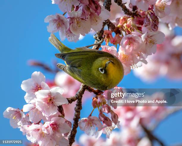 mejiro and sakura - 動き stock pictures, royalty-free photos & images