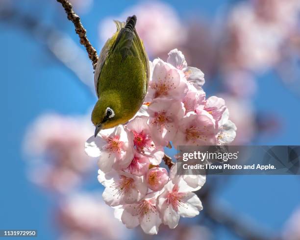 mejiro and sakura - 筋肉質 fotografías e imágenes de stock