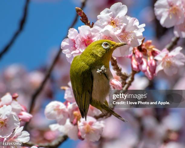 mejiro and sakura - 黄緑色 個照片及圖片檔