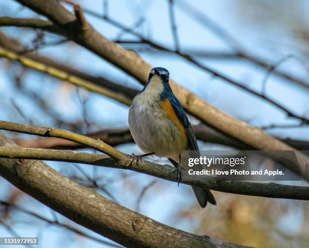 tarsiger cyanurus - 背中 stockfoto's en -beelden