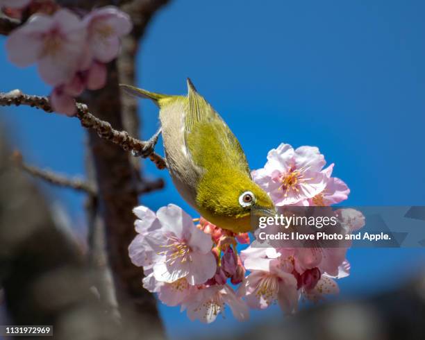 mejiro and sakura - 動き stock pictures, royalty-free photos & images