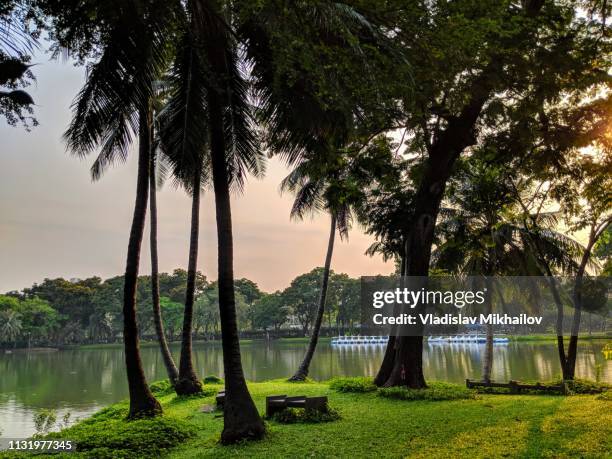 lumpini park - lumpini park bildbanksfoton och bilder