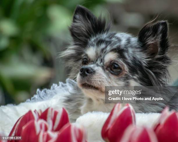 dogs and tulips - 純血種のイヌ stock pictures, royalty-free photos & images