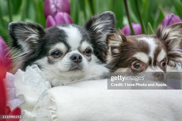 dogs and tulips - 純血種のイヌ stock pictures, royalty-free photos & images