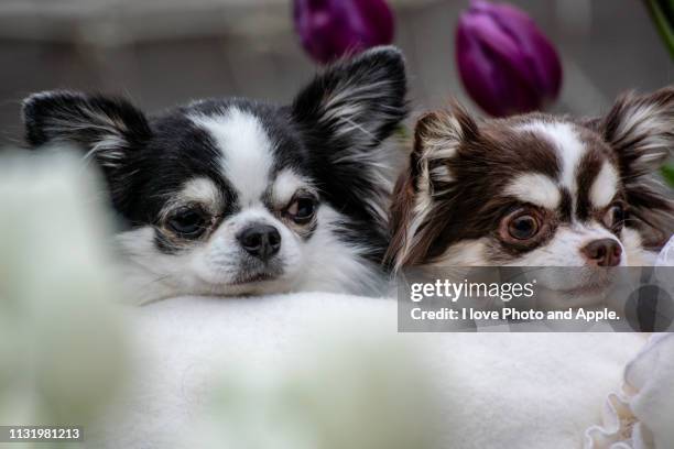 dogs and tulips - 動物の世界 stock pictures, royalty-free photos & images