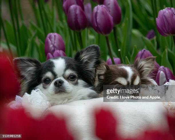 dogs and tulips - 純血種のイヌ stock pictures, royalty-free photos & images