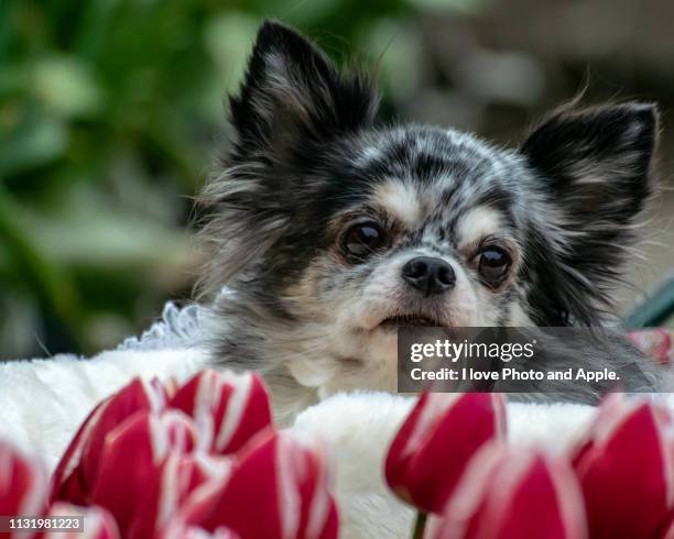 dogs and tulips - 幸福 stock-fotos und bilder