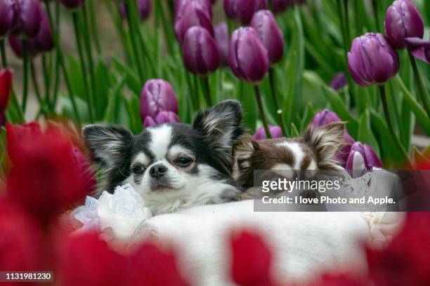 dogs and tulips - 飼育動物 bildbanksfoton och bilder