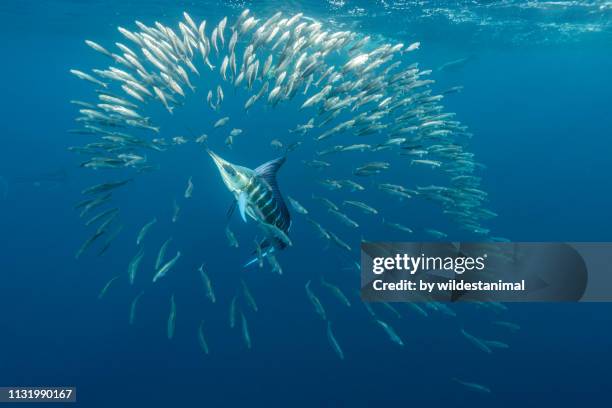 striped marlin and sea lions feeding on sardines in the magdalena bay area off the pacific coast of baja california, mexico. - dorsal fin stock pictures, royalty-free photos & images