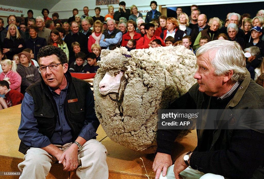 Shrek (C), the hermit merino sheep who h