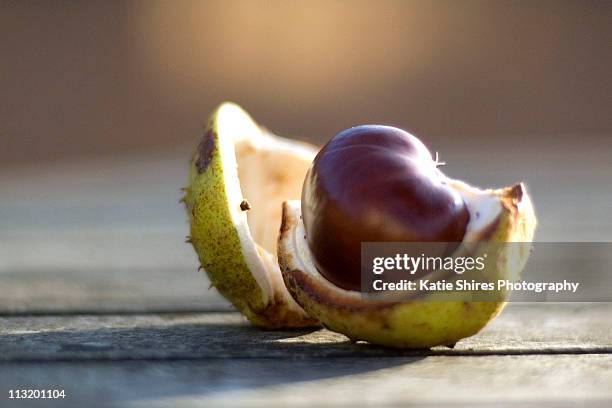 conker - horse chestnut photos et images de collection