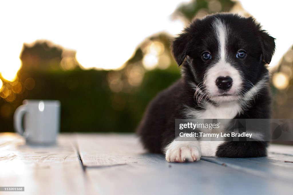 Coffee with border collie puppy