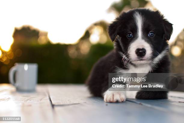 coffee with border collie puppy - collie puppy stock pictures, royalty-free photos & images