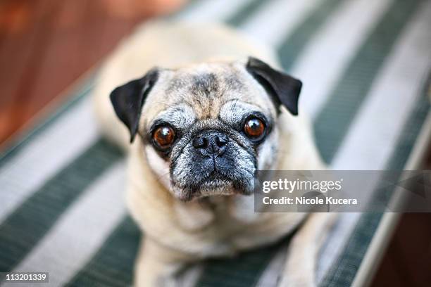 a pug relaxing on a lazy sunday in chicago summer - naperville stock pictures, royalty-free photos & images