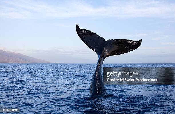 humpback-whale-tail - whale stock-fotos und bilder