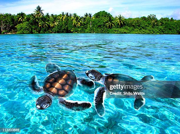 baby turtles - marshall islands imagens e fotografias de stock