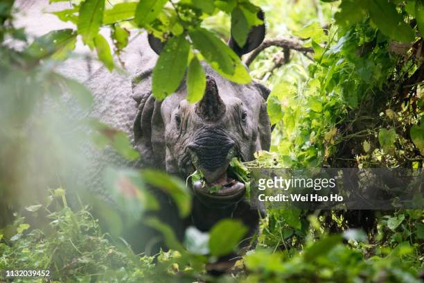 one-horned rhinoceros feeding - nepal food stock pictures, royalty-free photos & images