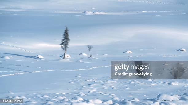 fresh snow surface - 地勢景觀 stockfoto's en -beelden