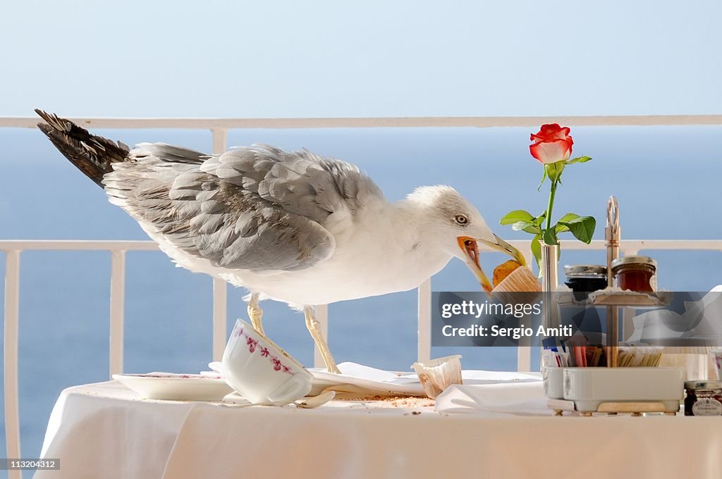 Seagull eating muffin for breakfast in Capri