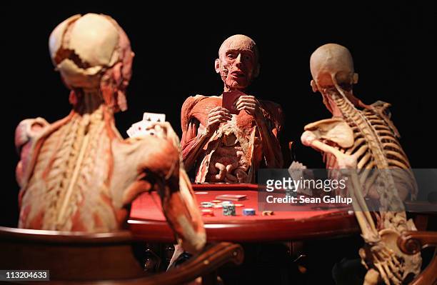 Plastinated human corpses posed to look like poker players stand on display at the Body Worlds exhibition on April 27, 2011 in Berlin, Germany. The...