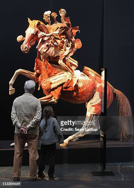 Visitors look at plastinated human and horse corpses at the Body Worlds exhibition on April 27, 2011 in Berlin, Germany. The exhibition, which...
