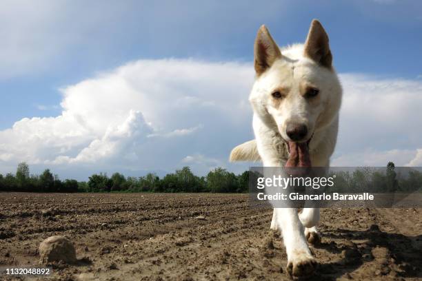 white dog - zolla stock-fotos und bilder