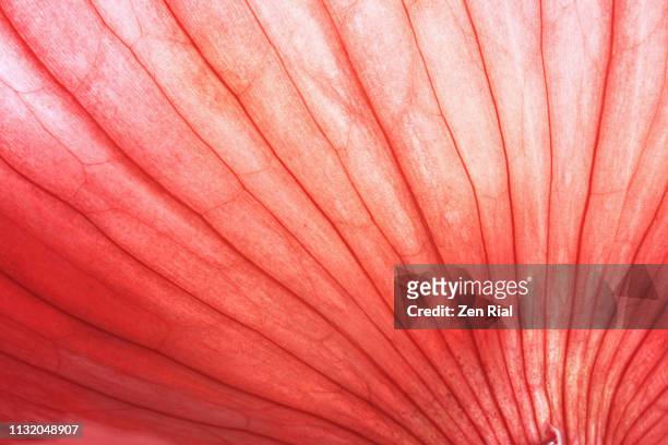 back lit red onion skin showing lines and natural patterns - monochrome backgrounds - macrofotografia foto e immagini stock