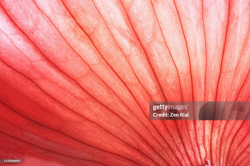 Back lit Red Onion skin showing lines and natural patterns - Monochrome backgrounds