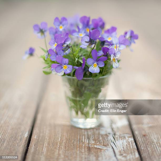 pansies flowers in a vase, still life. - violales stock pictures, royalty-free photos & images