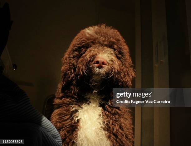 puppy spanish water dog - cão 個照片及圖片檔