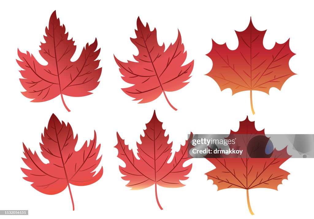 Maple leaf