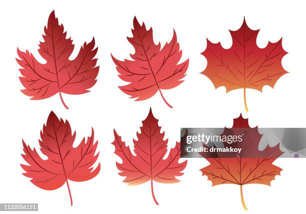 maple leaf - quebec city autumn stock illustrations